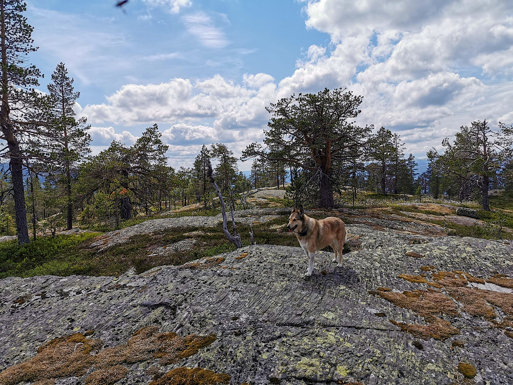 Bjørnhølfjellet