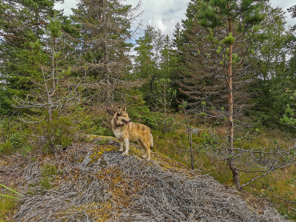 Kringlemyråsen