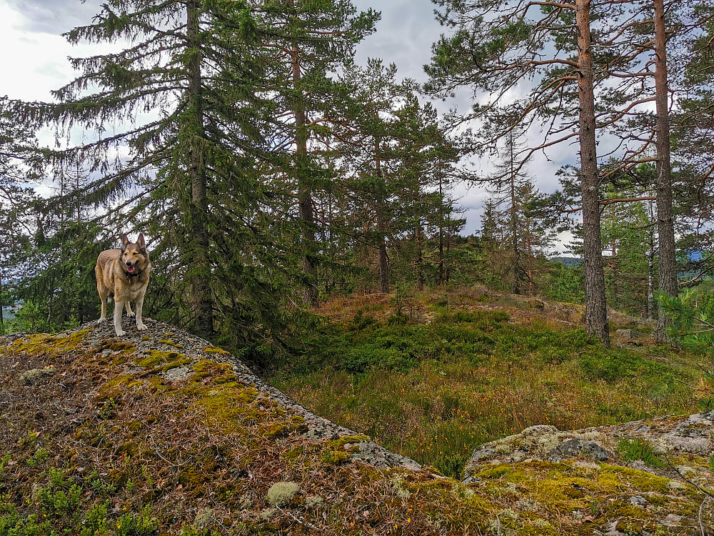 Nord for Åkermyrkollen