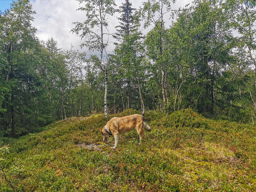 Løverkollen