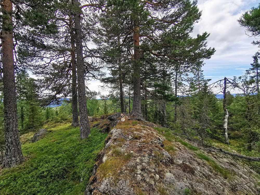 Trytetjennkollen