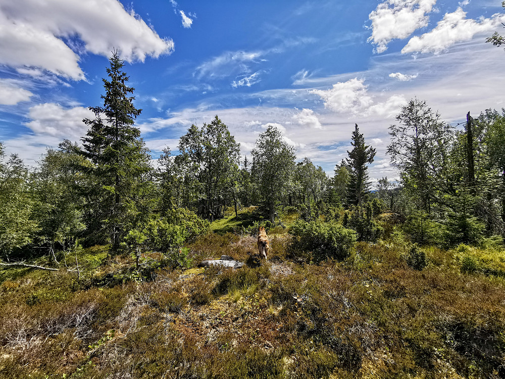 Fønsetåsen
