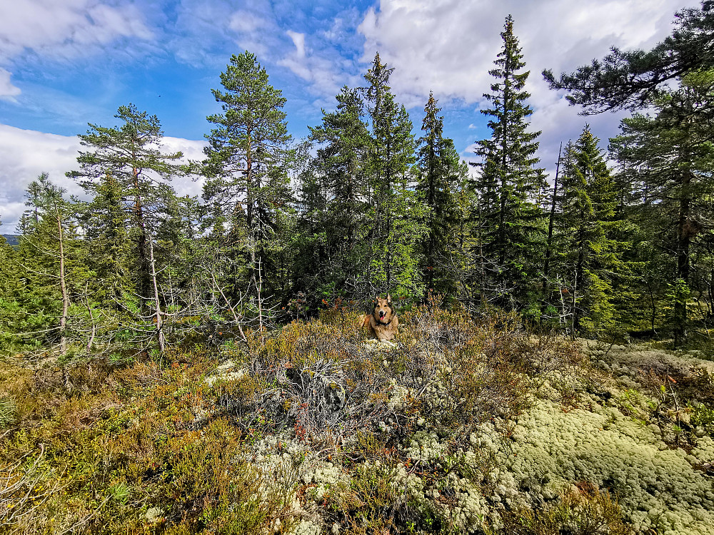 Pyttåsen