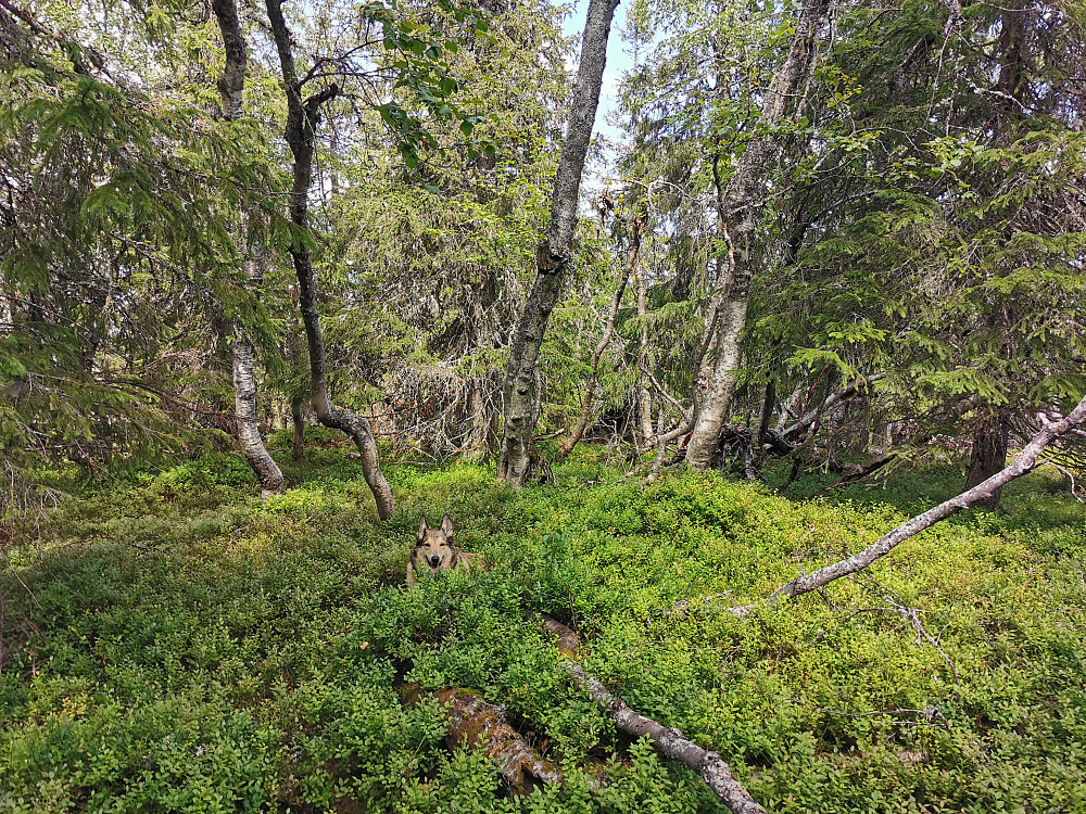 Sørvest for Fagerbuåsen