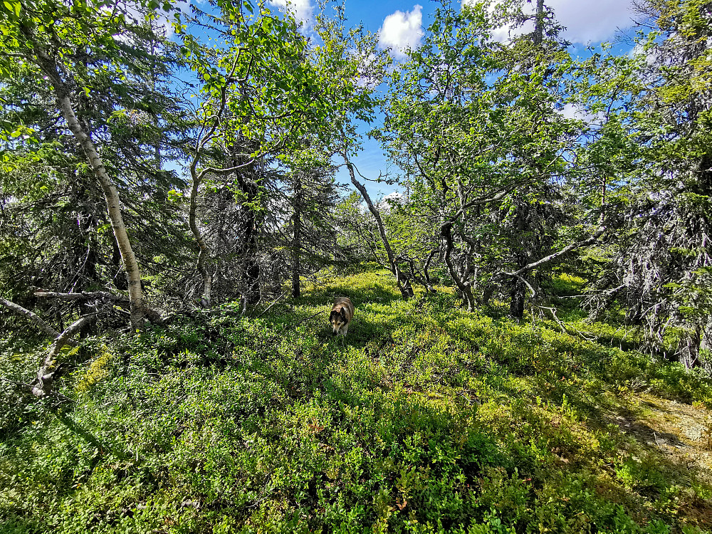 Fagerbuåsen