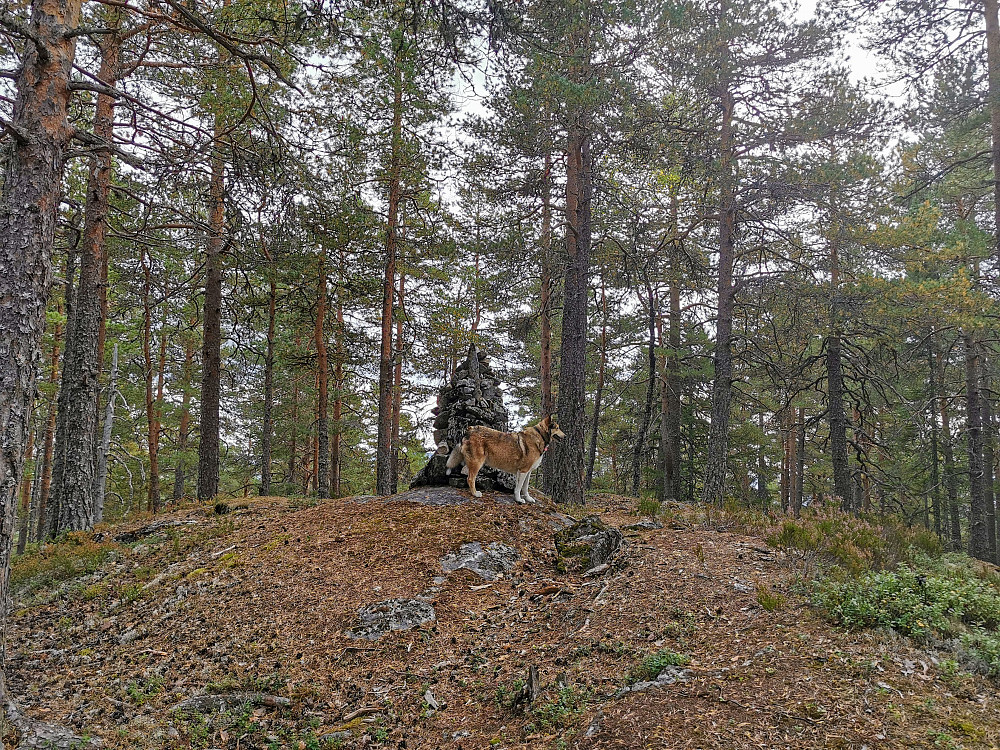 Jungerkollen
