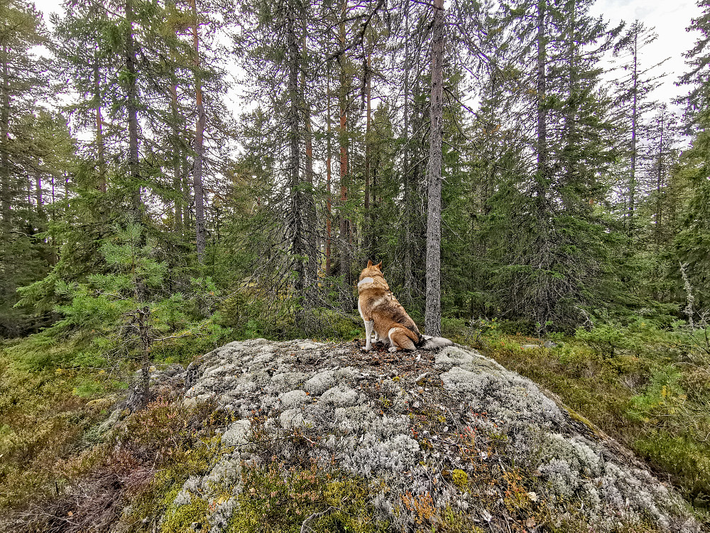Frågåttåsen