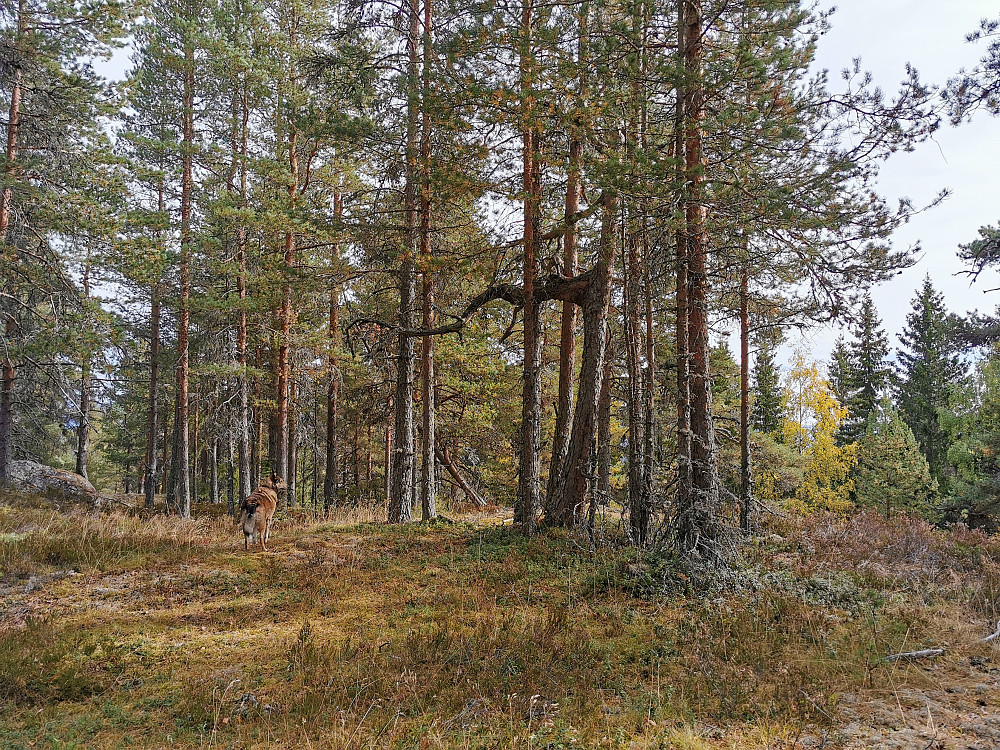 Lortseteråsen