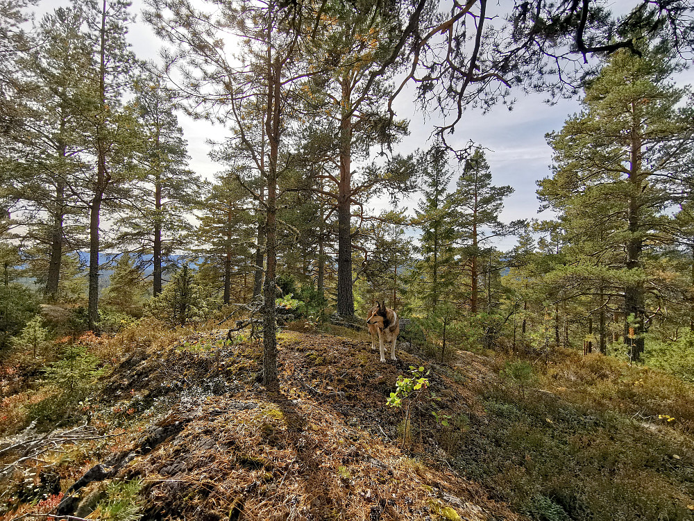 Høgåsen