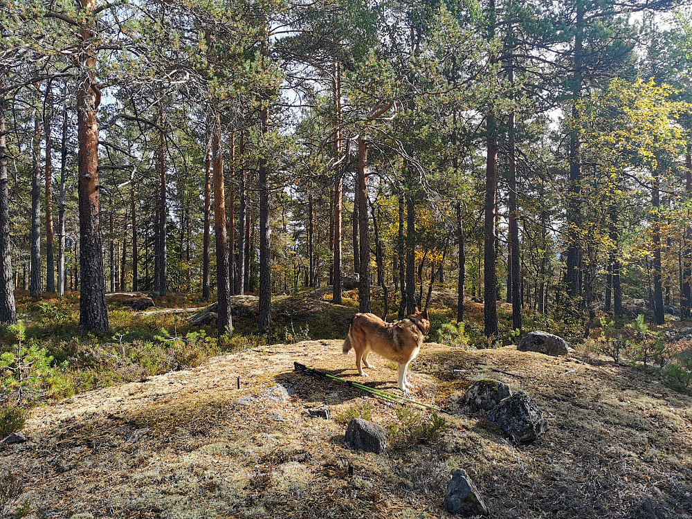 Kløveråsen