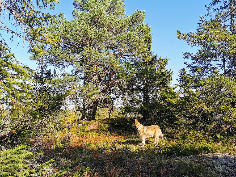 Langtjernåsen
