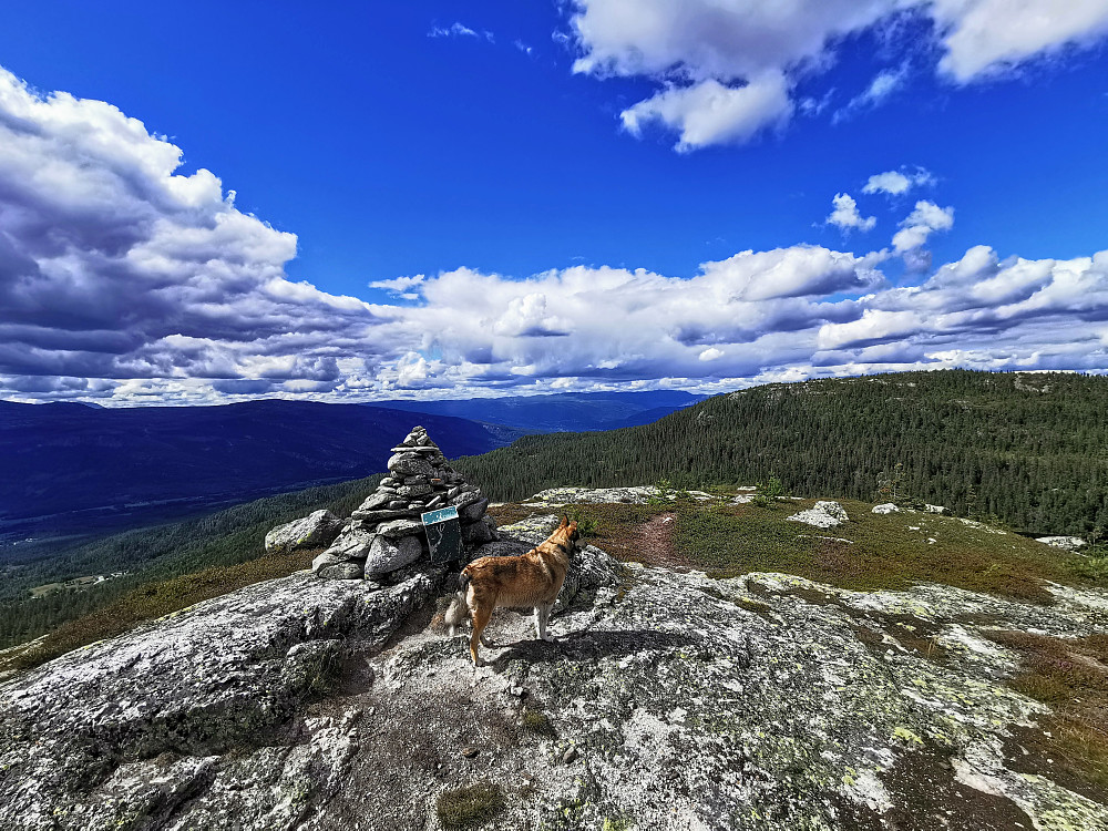Bufjellnatten