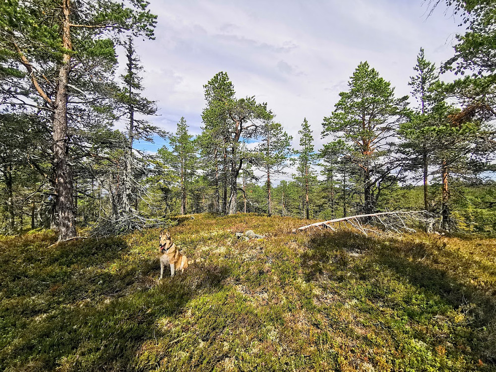 Flagåsen