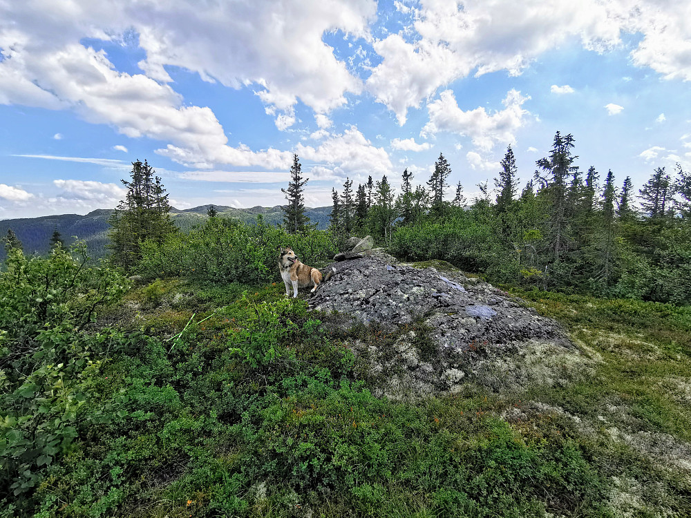 Skinhovdkulten