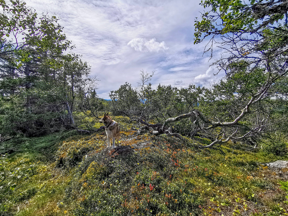 Sør for Adamshøgda