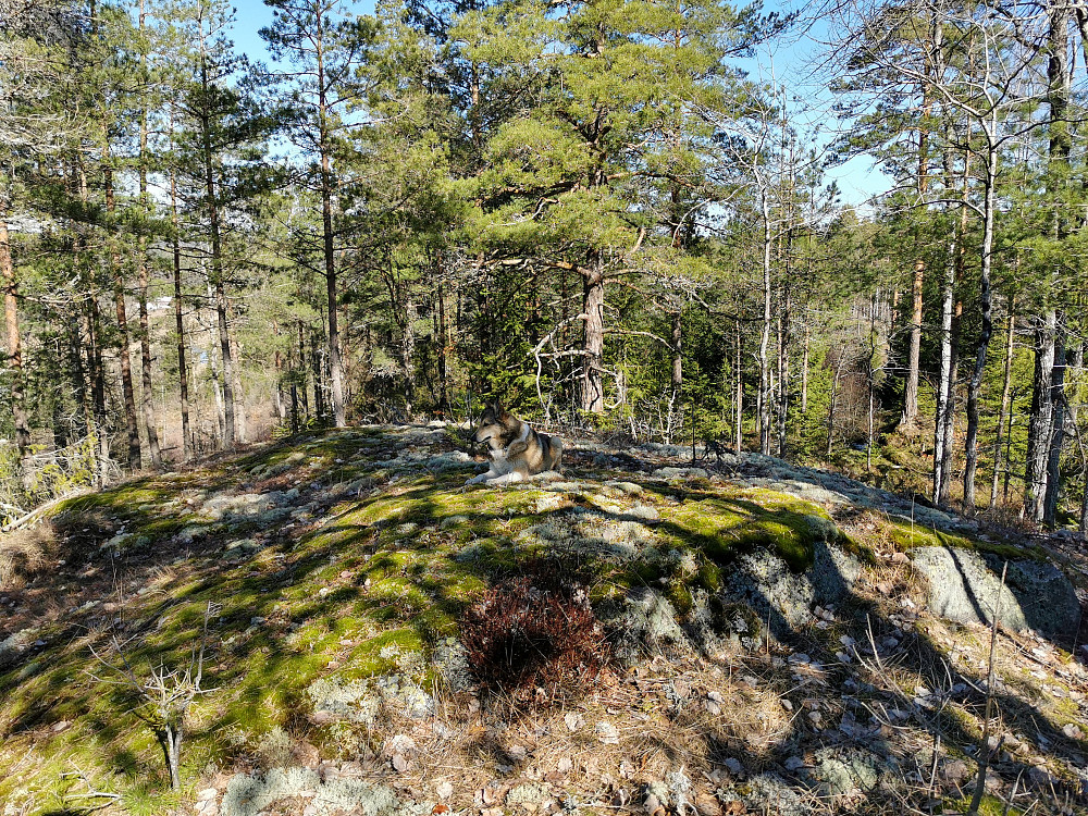 Lyrkollen