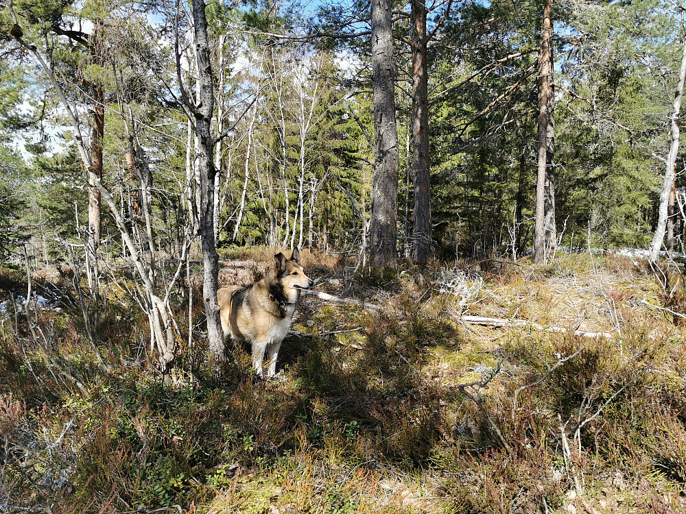 Kjøkkenåsen