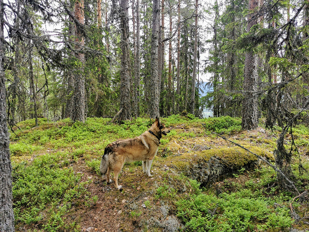 Bøenåsen