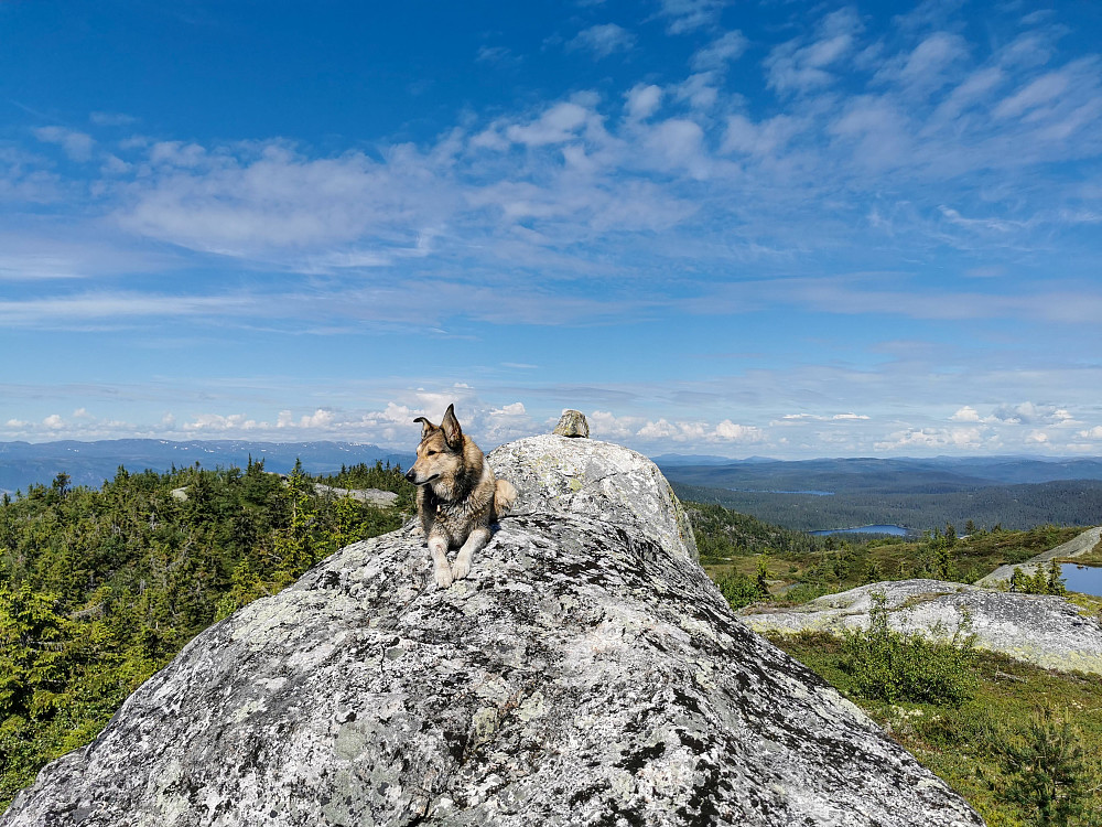Langåsen