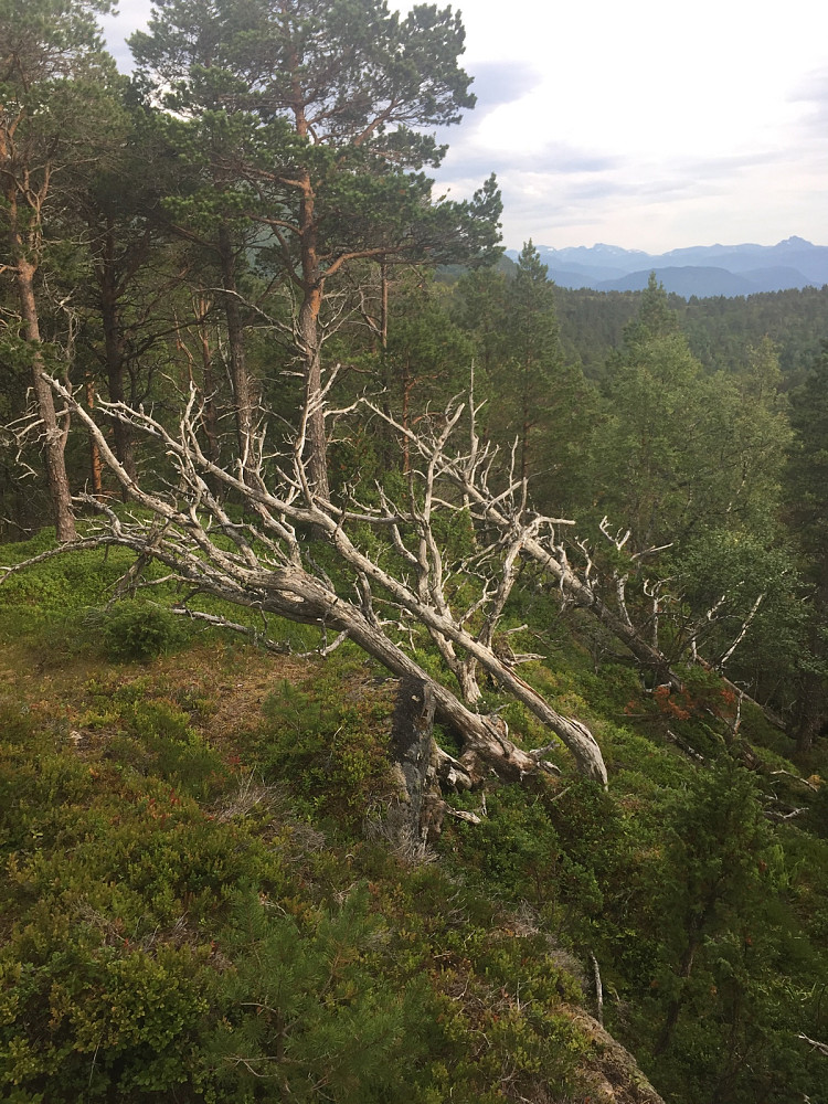Det mest interessante på Storrundhaugen er dette treet, som døde for mange år siden