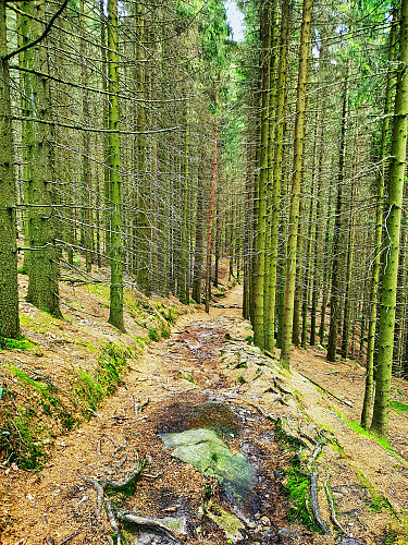 Kul skog på vei ned fra Vestre Skrehelle.