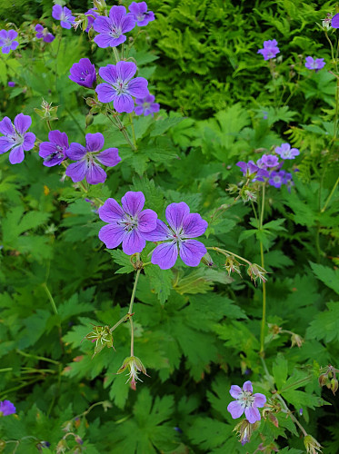Mye blomster her og der.