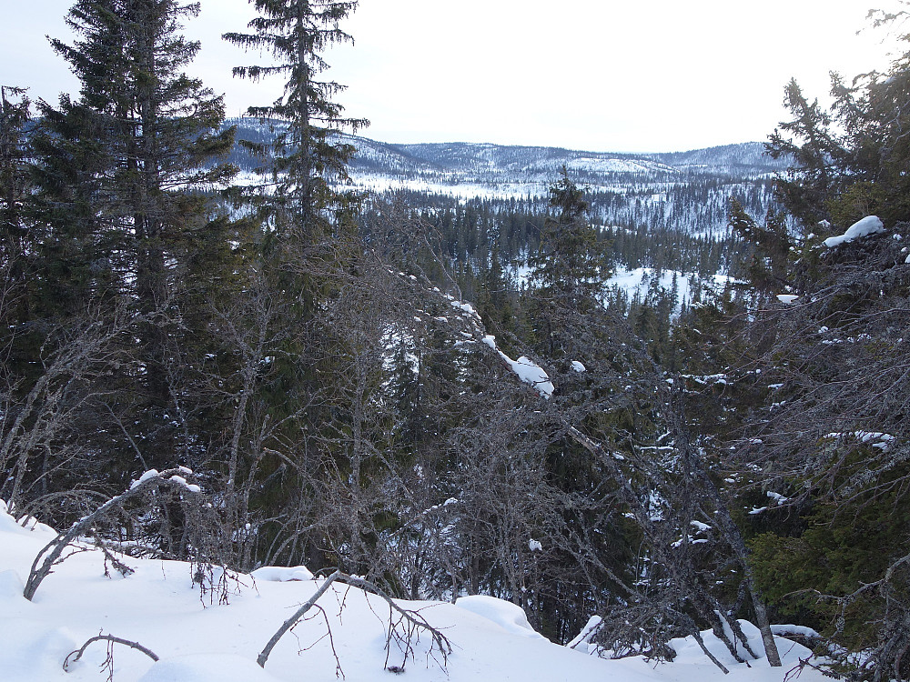 Utsikt fra Urdshaugen, en litt stusselig skogstopp.