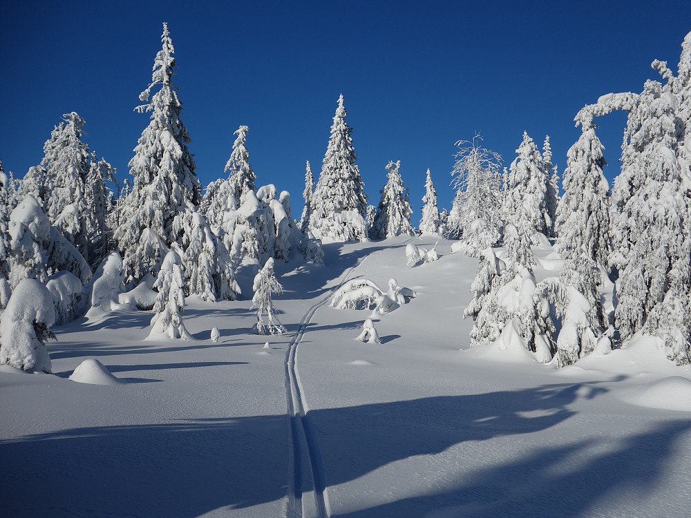 Herlig skiføre.