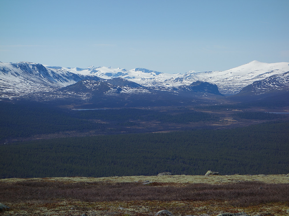 Fint utsikt mot Jotunheimen fra Skardfjellet.