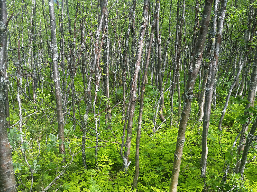 Ganske tett skog.