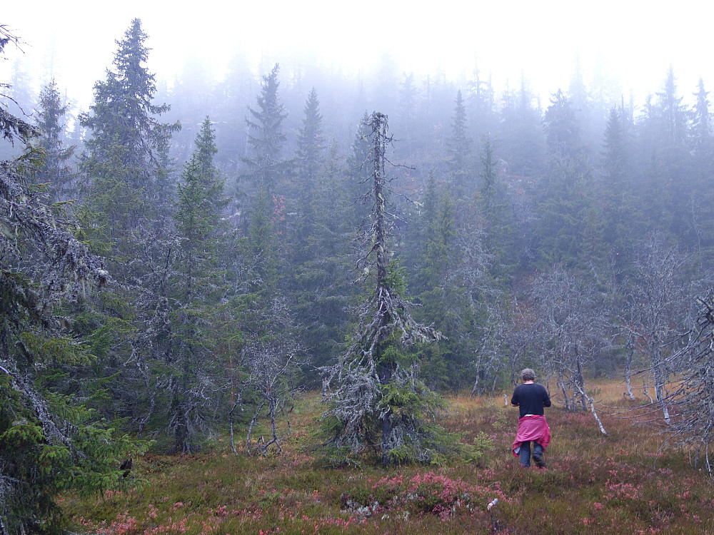Trivelig vernet skog.