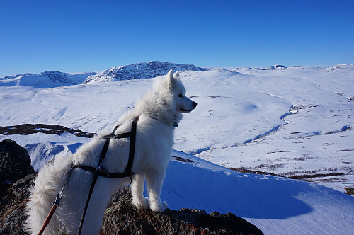 Tundra nyter utsikten.