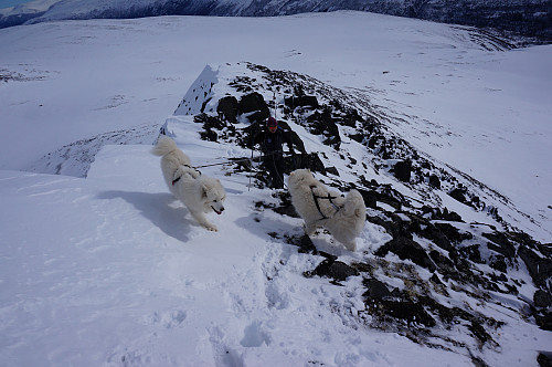 Siste stykke opp etter ryggen til Svorundfjellet, måtte skia festes på sekken.