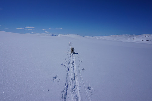 Fint skiføre så hundene klarte ikke å holde følge.