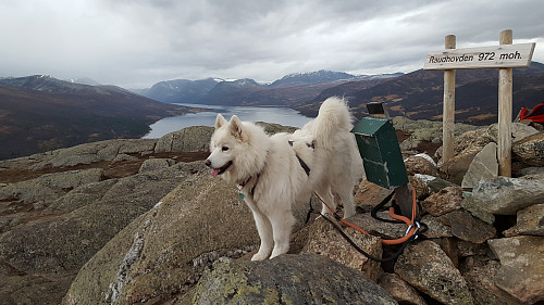 Ulldotten Tundra som aldri blir lei til å være med på tur.