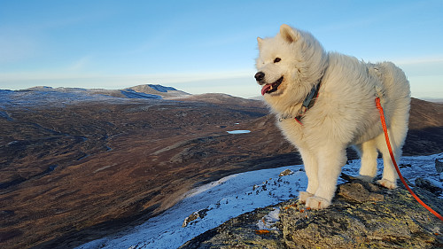 Bamse på Tyrikvamfjellet.