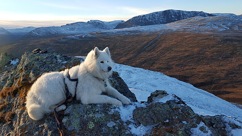Tundra med Blåhøa i bakgrunnen.