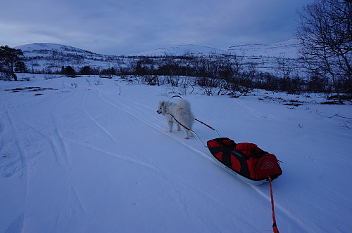 Tundra hadde en lett pulk å dra tilbake med fra Vassendsetra.