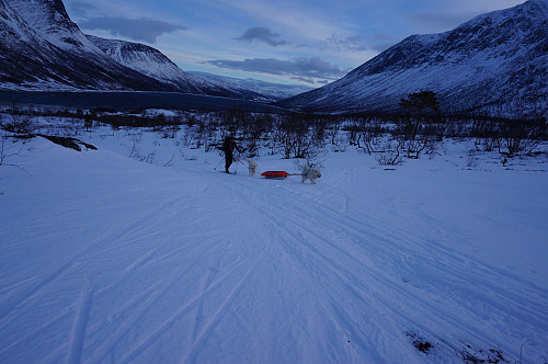 Egil med sine to samojeder, Ivrig og Bamse.