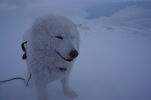 Tundra likte seg ikke i vinden.