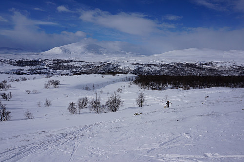 Turen opp fra Kongsvold er en lett tur med en fin utsikt til Snøhettamassivet og Rondane.