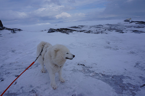 Stri vind så her får Tundra bakoversveis.