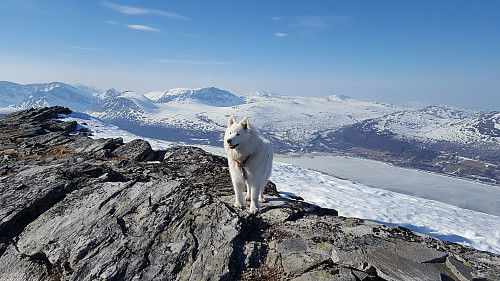 Tundra med Trollheimen i bakgrunnen.