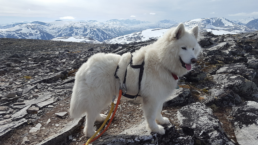 Tundra ser etter tamrein...