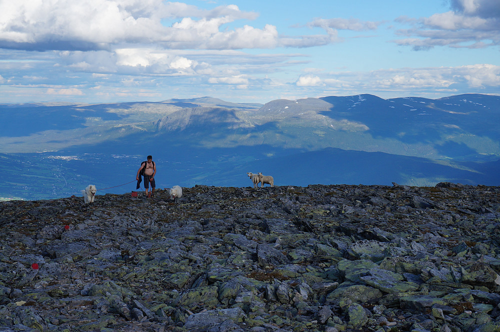 Snart oppe på toppen, sau og hund passer godt sammen denne gangen....