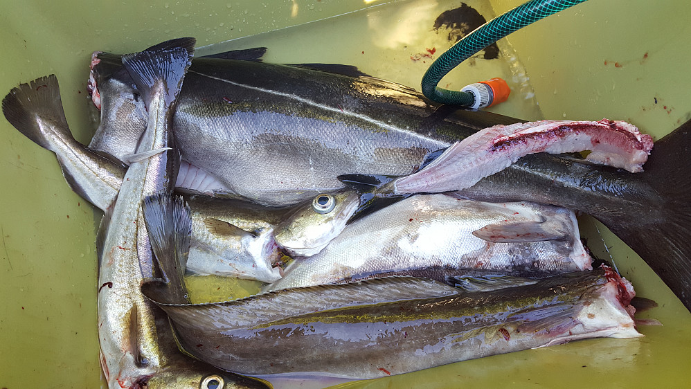 Fersk fisk noe som smakte godt.