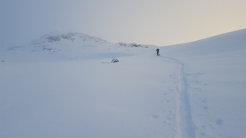 Villsnø
