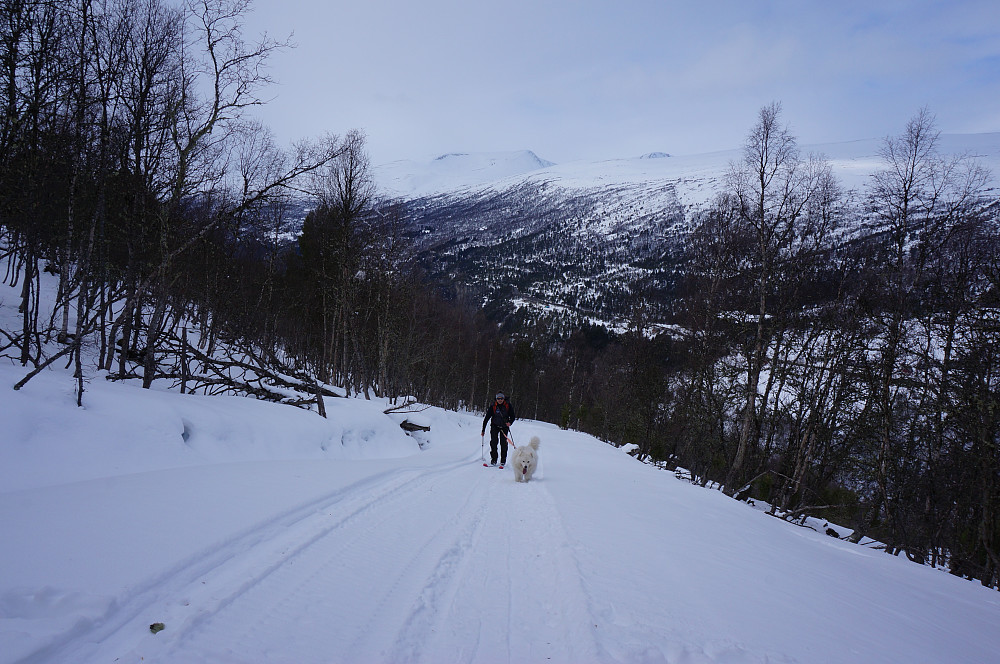 Fint å gå oppover lia..