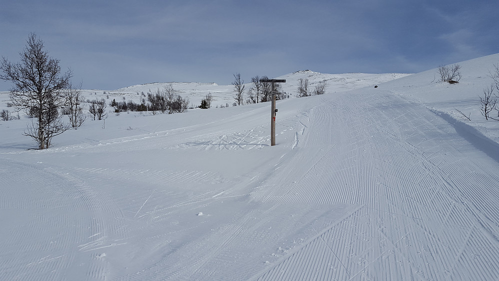 Kommer opp av skogen og får bedre utsikt.