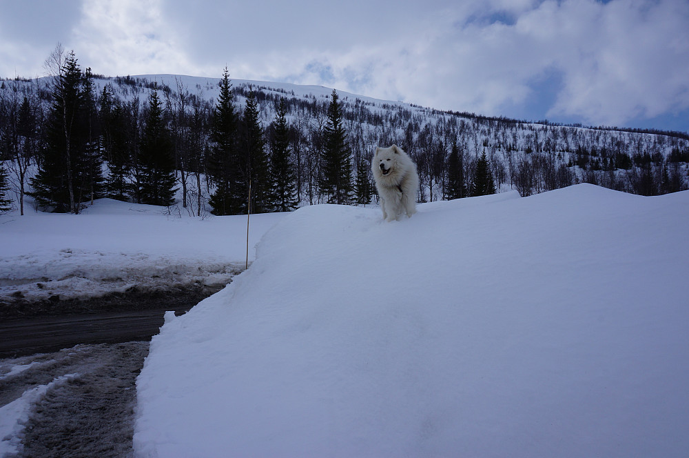 Granli p-lomme, Bamse koser seg i snømengden...